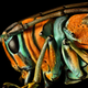 Illustration for article titled Youve Never Seen Insect Portraits Like These